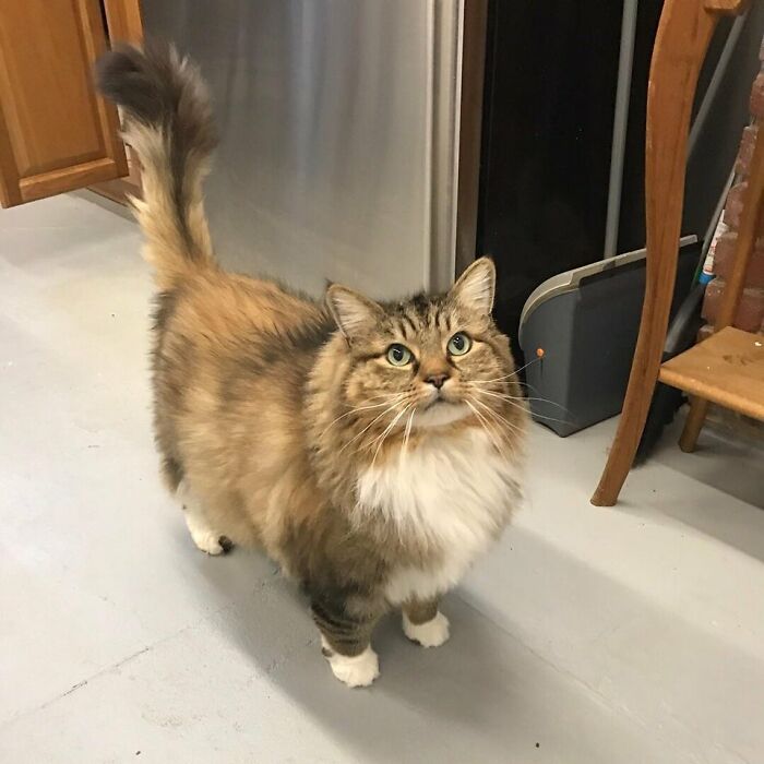 Adorable-Furry-Cats-Floofs