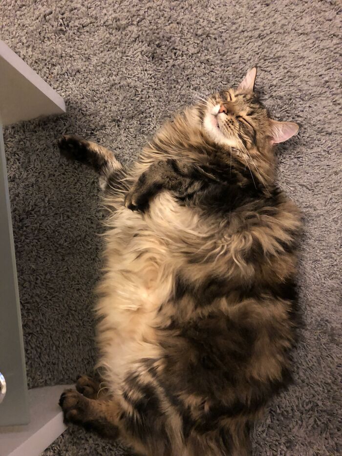 Adorable-Furry-Cats-Floofs