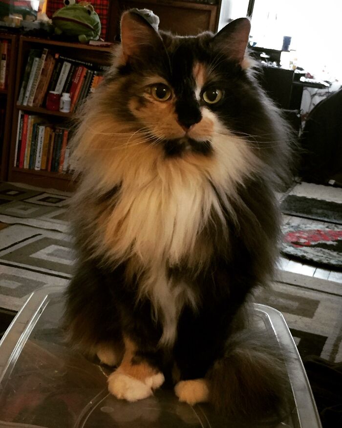 Adorable-Furry-Cats-Floofs