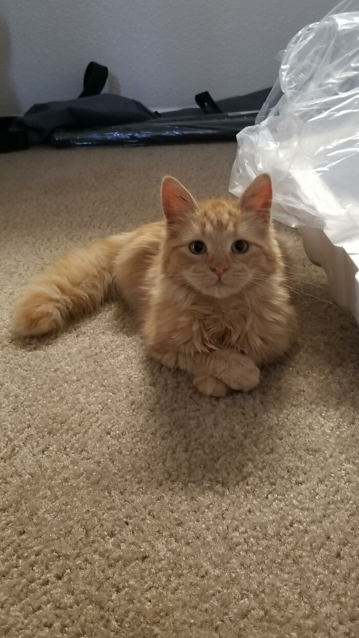 Adorable-Furry-Cats-Floofs