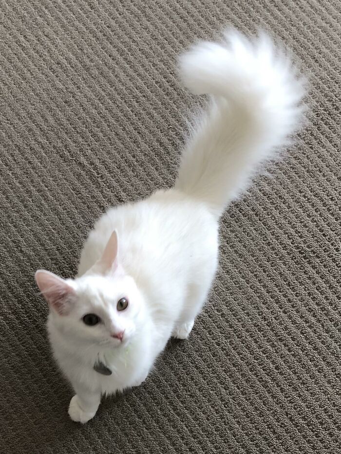 Adorable-Furry-Cats-Floofs