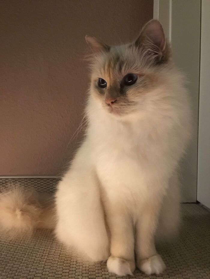 Adorable-Furry-Cats-Floofs