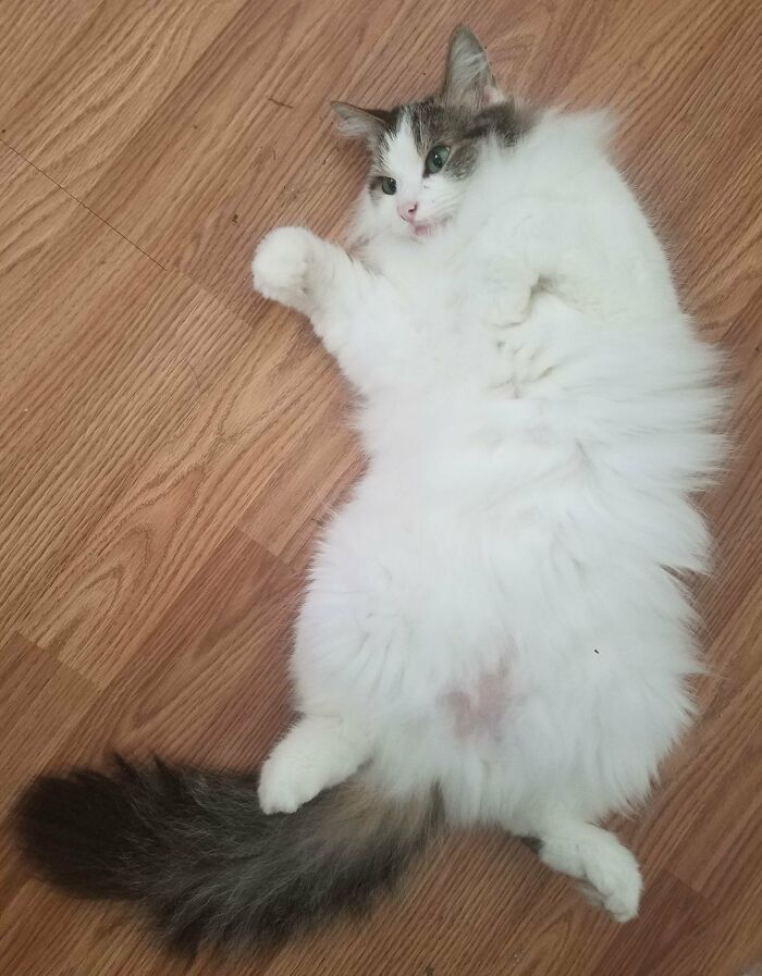 Adorable-Furry-Cats-Floofs