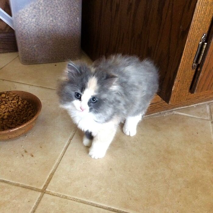 Adorable-Furry-Cats-Floofs