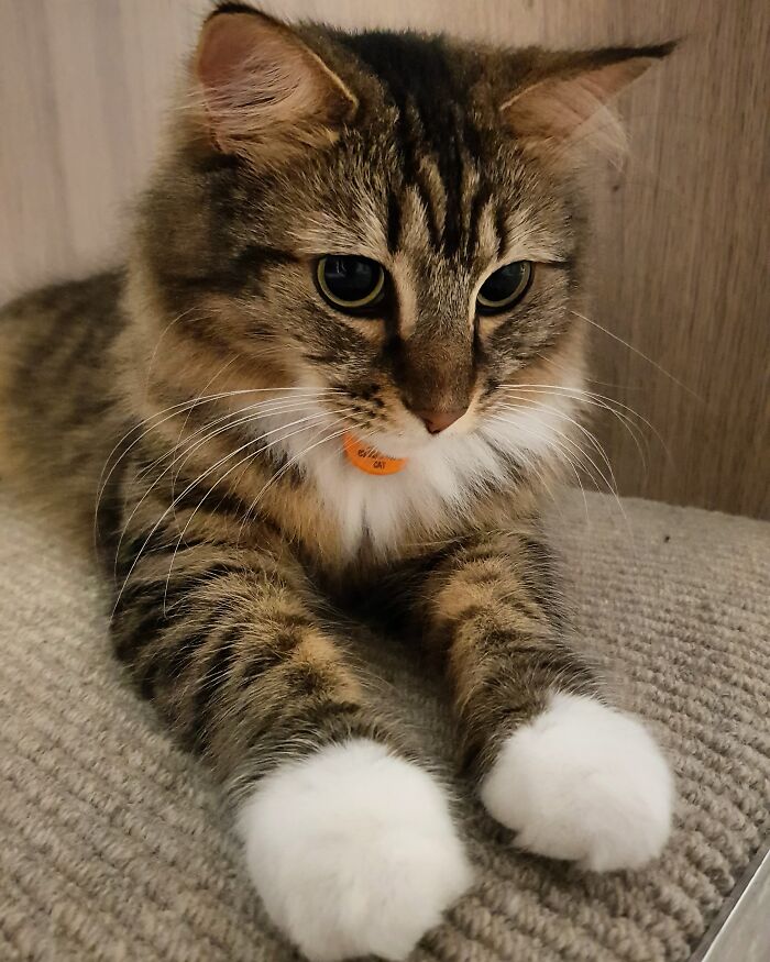 Adorable-Furry-Cats-Floofs