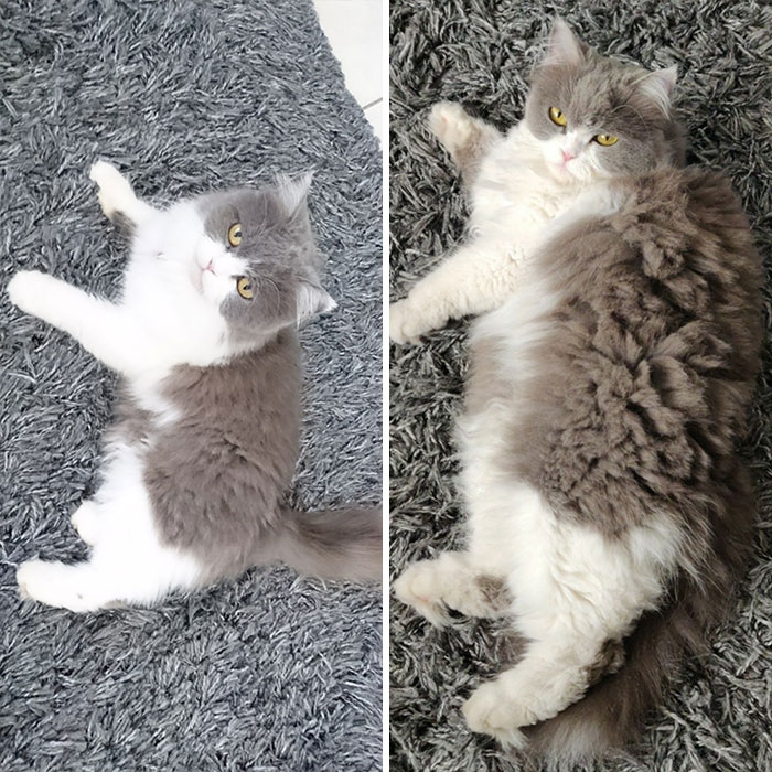 Adorable-Furry-Cats-Floofs