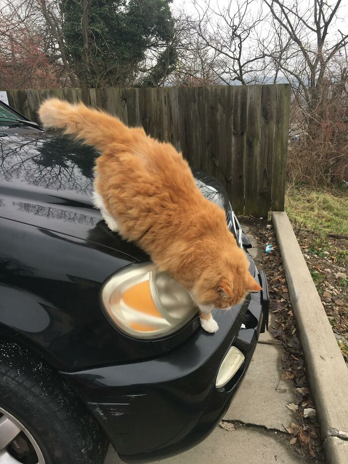 Adorable-Furry-Cats-Floofs