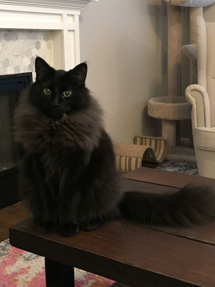 Adorable-Furry-Cats-Floofs