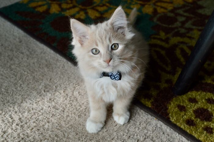 Adorable-Furry-Cats-Floofs