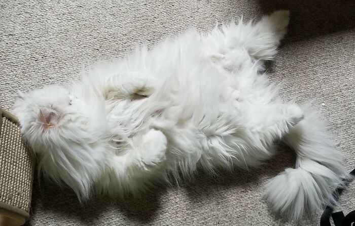 Adorable-Furry-Cats-Floofs