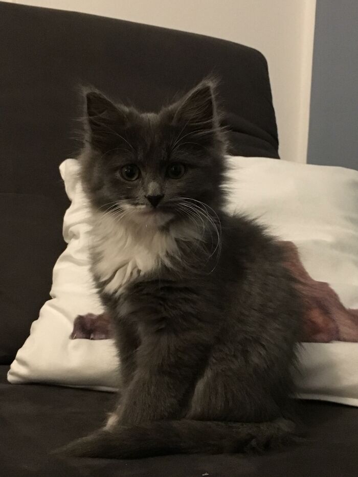 Adorable-Furry-Cats-Floofs