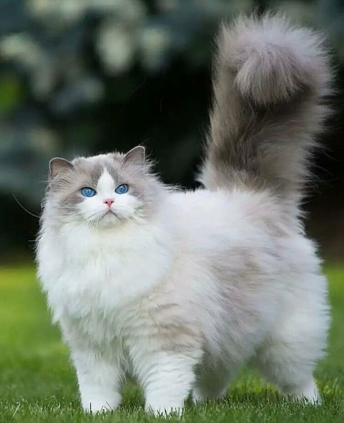 Adorable-Furry-Cats-Floofs
