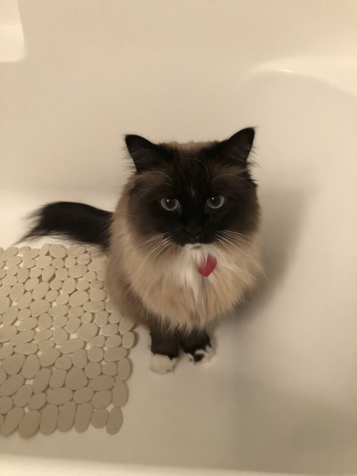 Adorable-Furry-Cats-Floofs