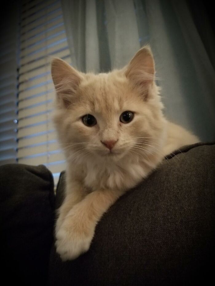 Adorable-Furry-Cats-Floofs