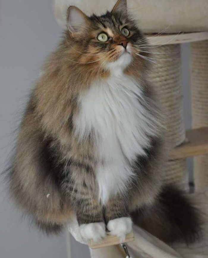 Adorable-Furry-Cats-Floofs