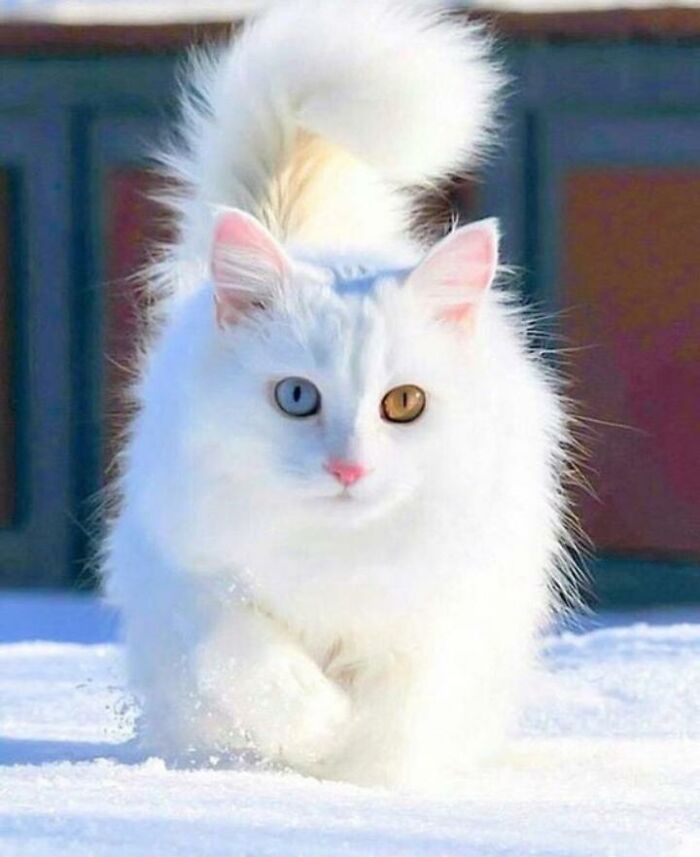 Adorable-Furry-Cats-Floofs