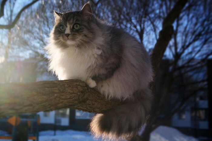 Adorable-Furry-Cats-Floofs
