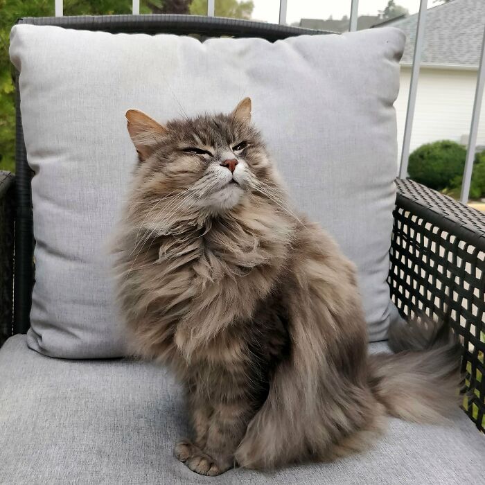 Adorable-Furry-Cats-Floofs