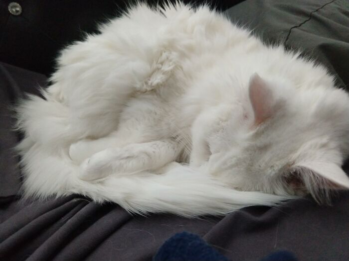 Adorable-Furry-Cats-Floofs