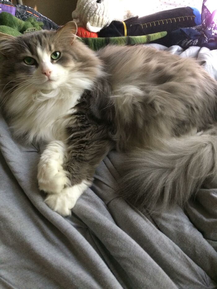 Adorable-Furry-Cats-Floofs