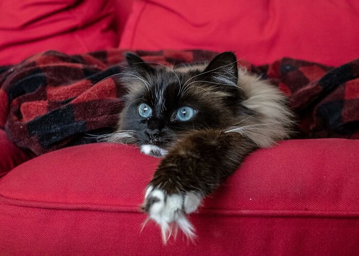 Adorable-Furry-Cats-Floofs