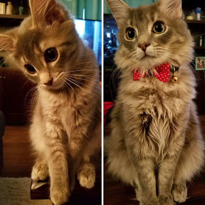 Adorable-Furry-Cats-Floofs