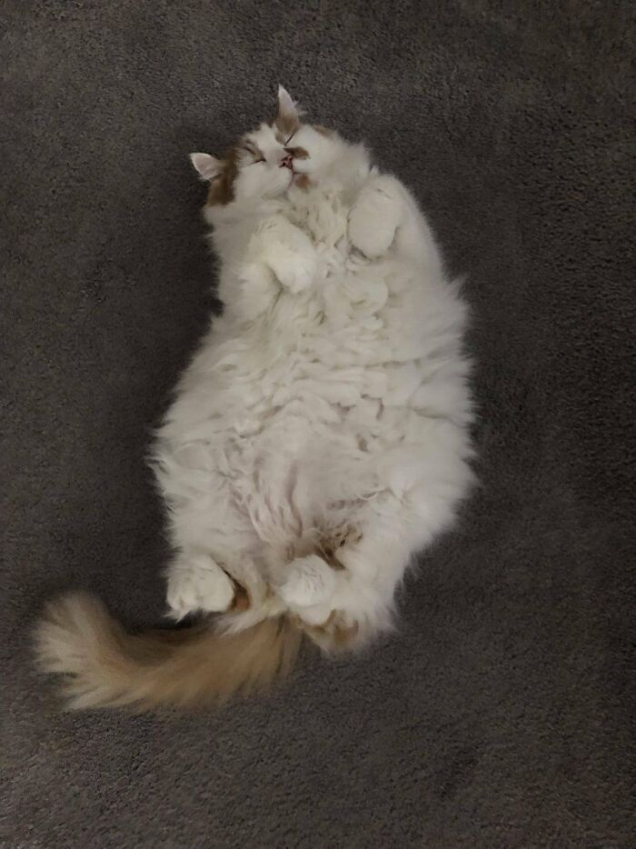 Adorable-Furry-Cats-Floofs