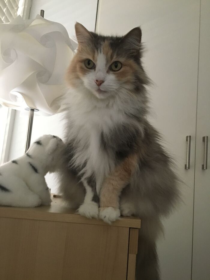 Adorable-Furry-Cats-Floofs
