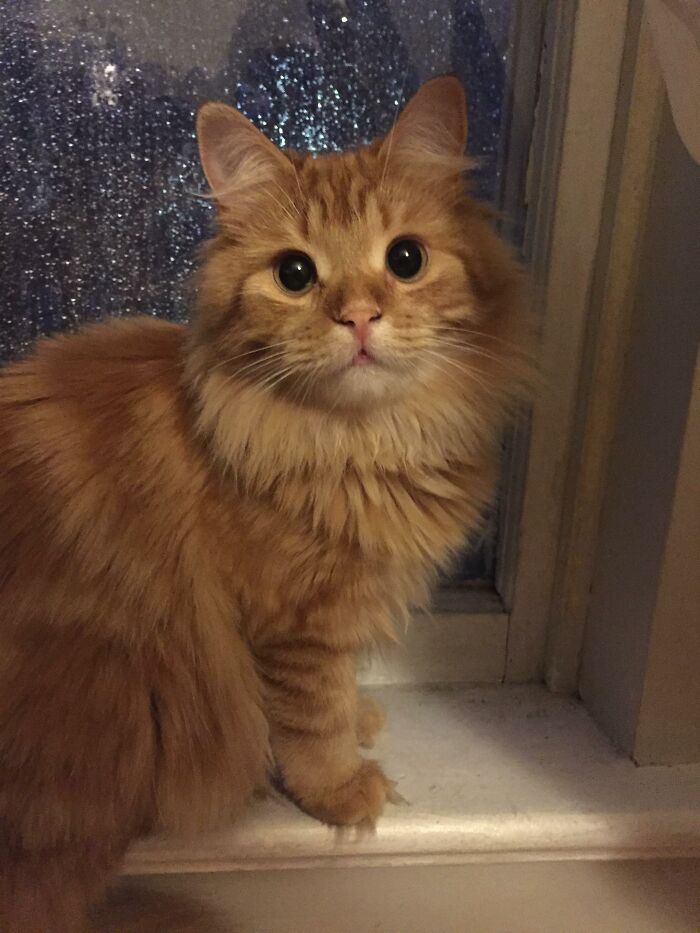 Adorable-Furry-Cats-Floofs