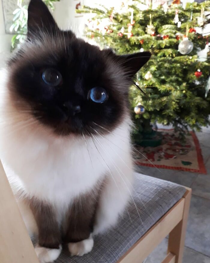 Adorable-Furry-Cats-Floofs