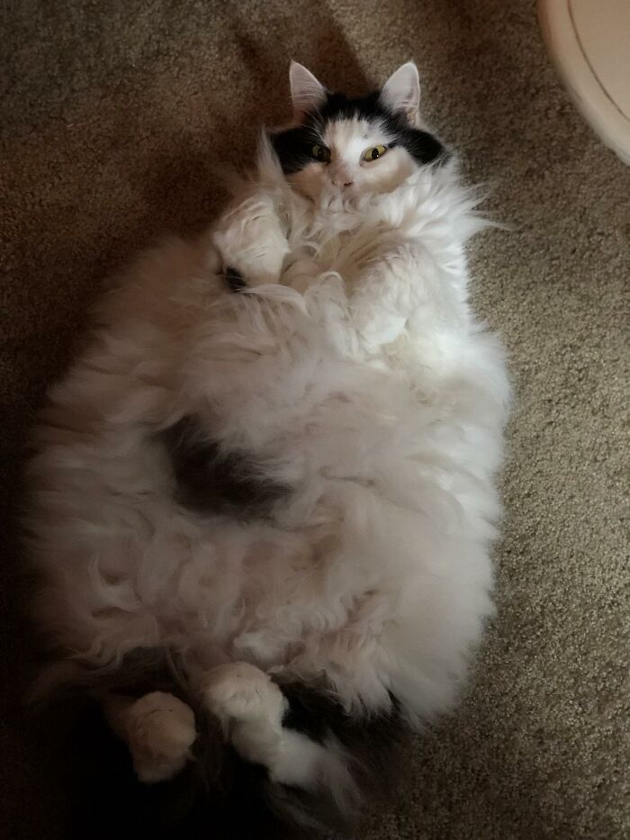 Adorable-Furry-Cats-Floofs