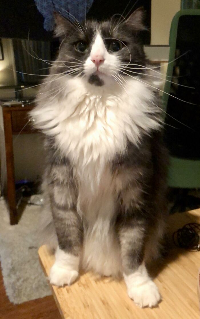 Adorable-Furry-Cats-Floofs