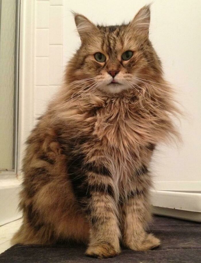 Adorable-Furry-Cats-Floofs