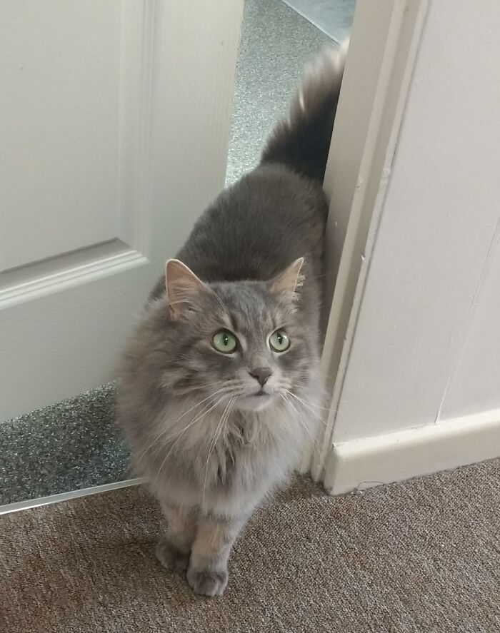 Adorable-Furry-Cats-Floofs