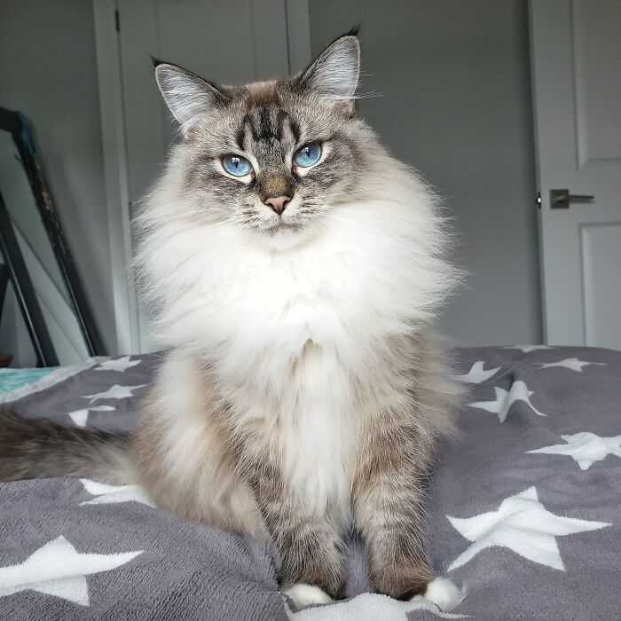 Adorable-Furry-Cats-Floofs