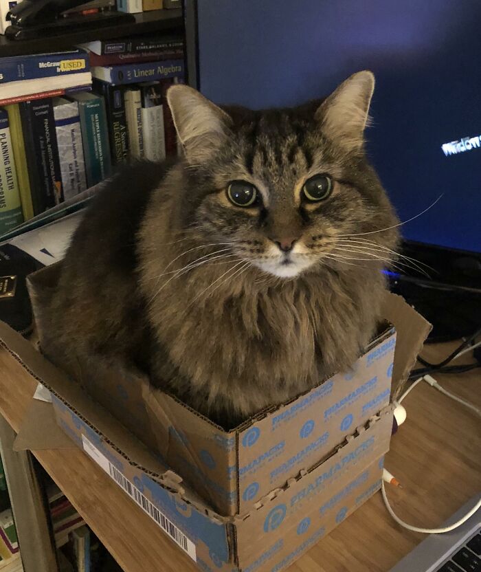 Adorable-Furry-Cats-Floofs