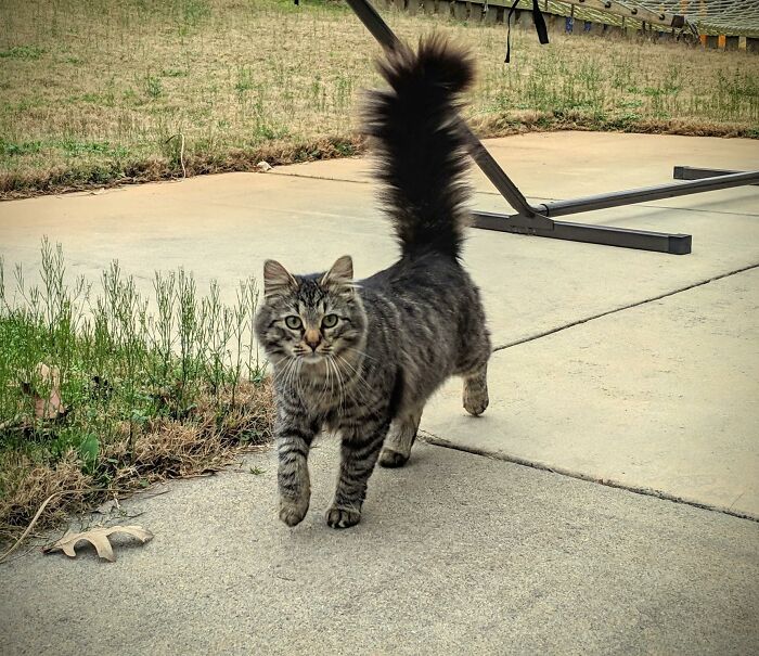 Adorable-Furry-Cats-Floofs