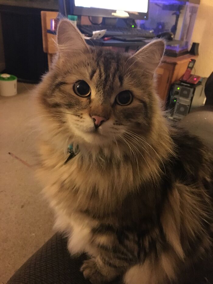 Adorable-Furry-Cats-Floofs