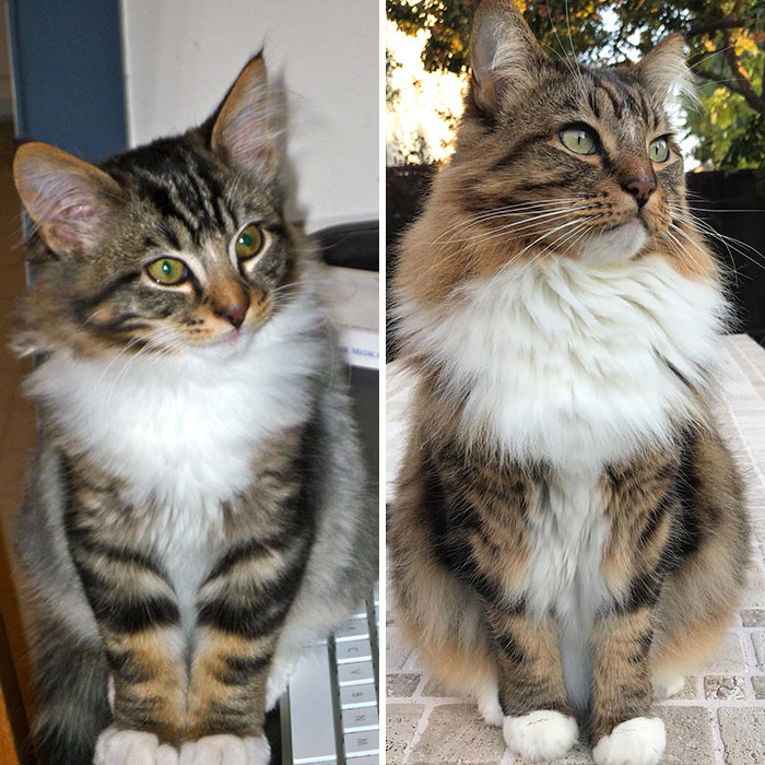 Adorable-Furry-Cats-Floofs