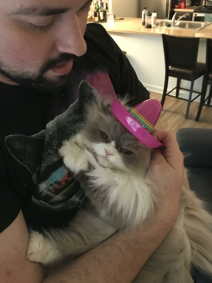 Adorable-Furry-Cats-Floofs