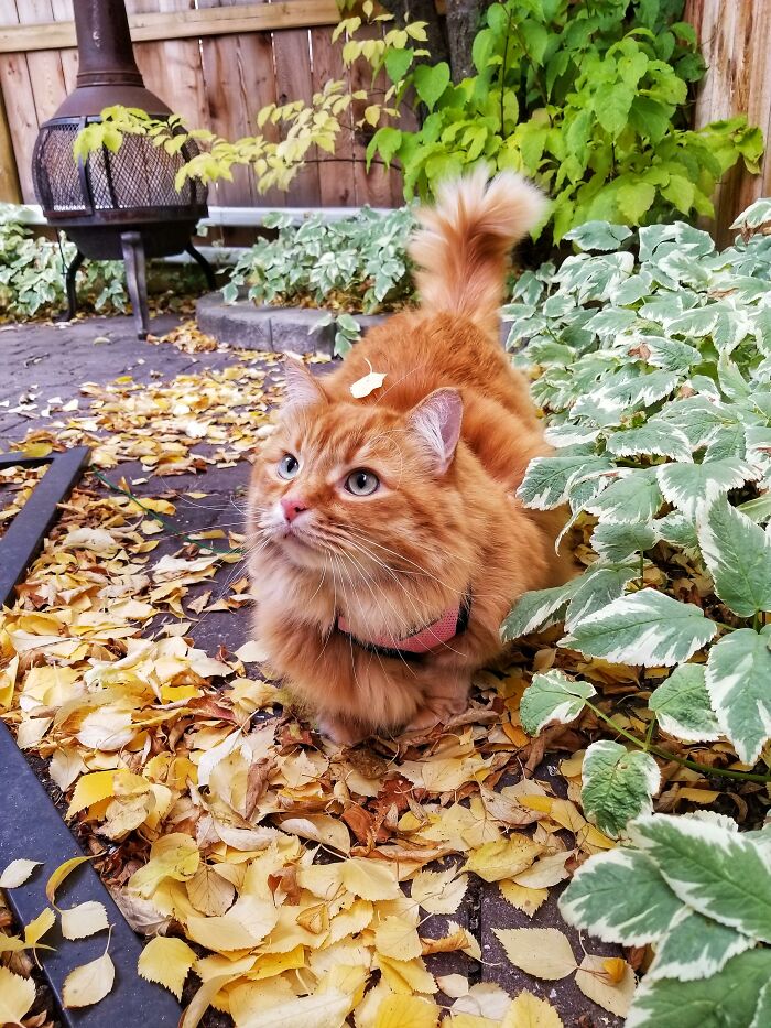 Adorable-Furry-Cats-Floofs