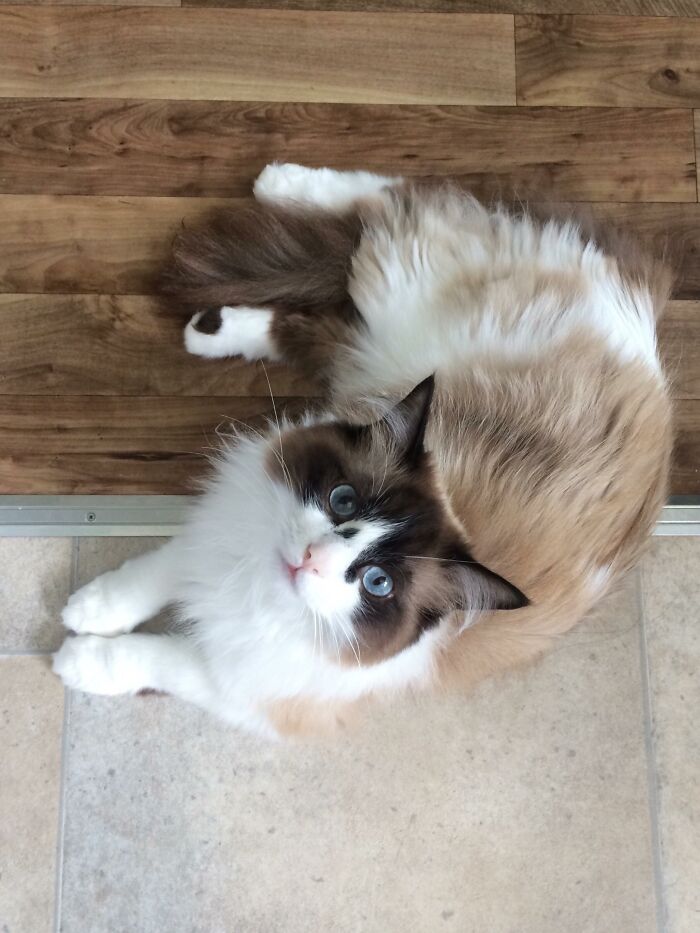 Adorable-Furry-Cats-Floofs