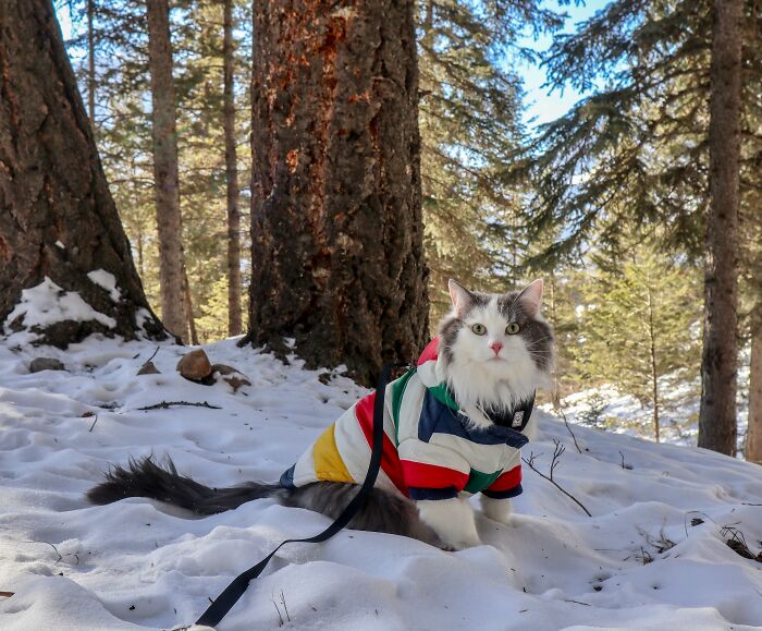 Adorable-Furry-Cats-Floofs