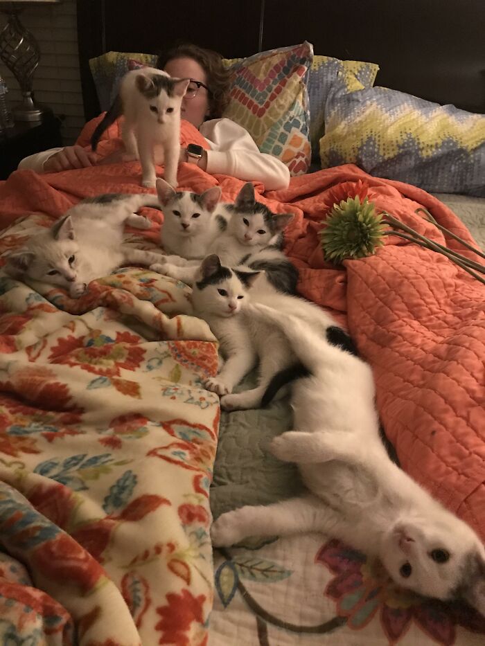 Adorable-Furry-Cats-Floofs