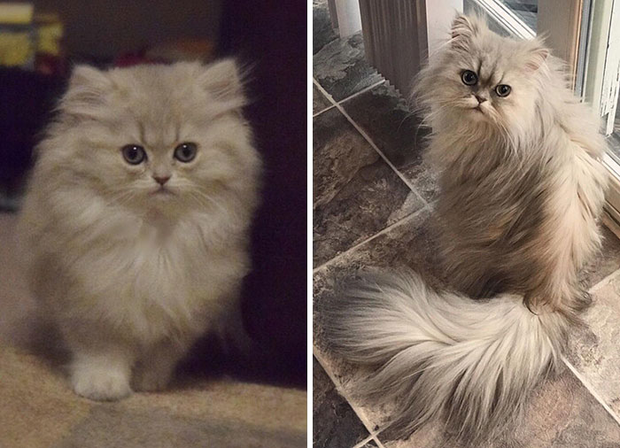 Adorable-Furry-Cats-Floofs