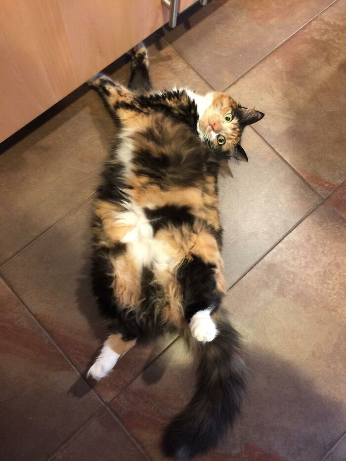 Adorable-Furry-Cats-Floofs