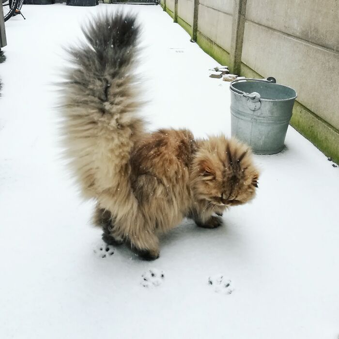 Adorable-Furry-Cats-Floofs