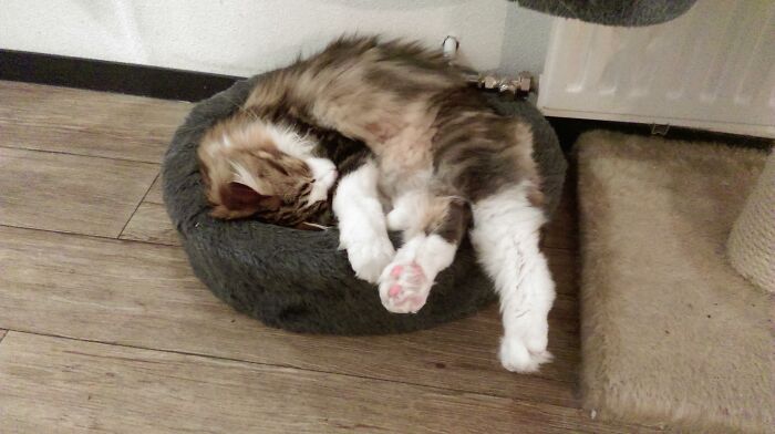 Adorable-Furry-Cats-Floofs