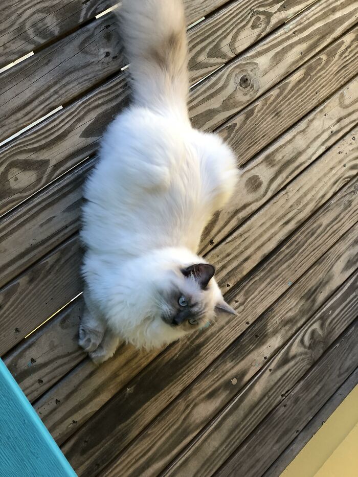 Adorable-Furry-Cats-Floofs