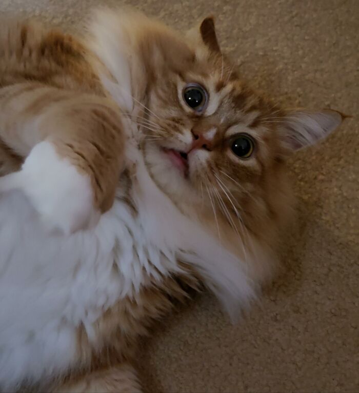 Adorable-Furry-Cats-Floofs